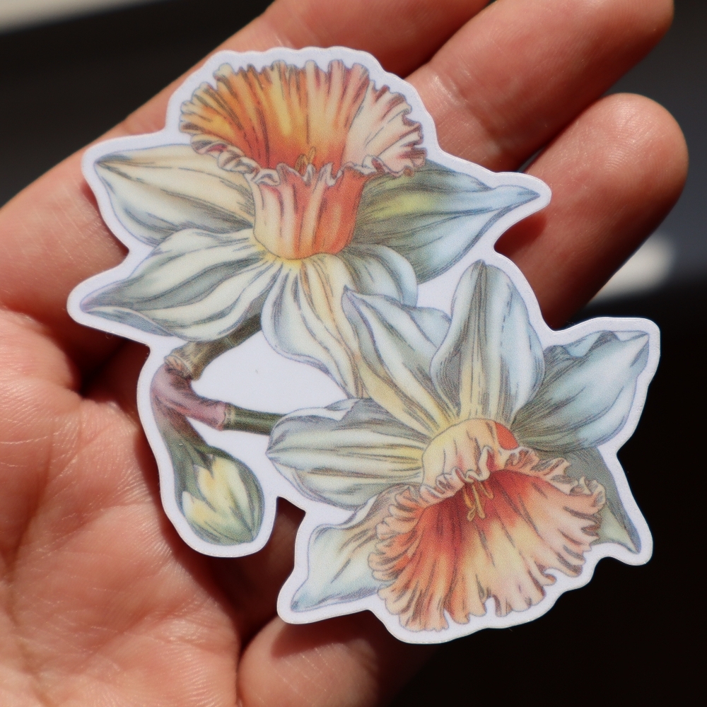 Daffodil Vinyl Sticker – Waterproof Botanical Decal, Nature-Inspired Flower